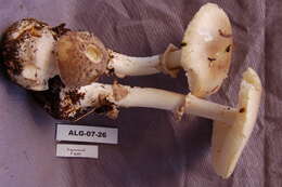 Image of Amanita porphyria Alb. & Schwein. 1805