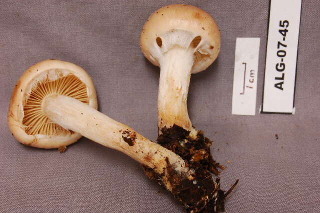 Imagem de Pholiota spumosa (Fr.) Singer 1951