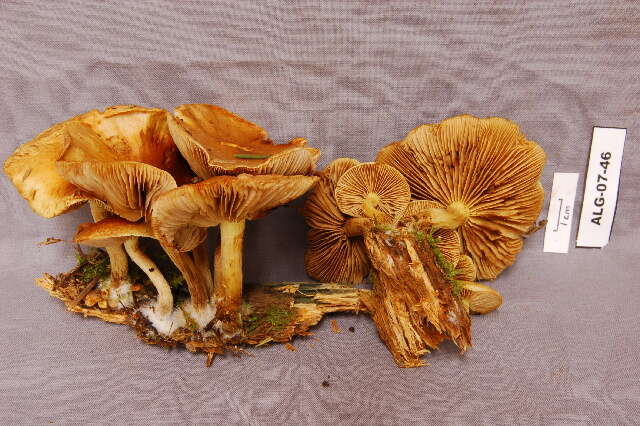 Imagem de Pholiota spumosa (Fr.) Singer 1951