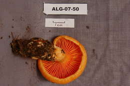 Image of Lactarius deliciosus