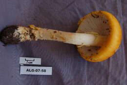 Image of Amanita muscaria