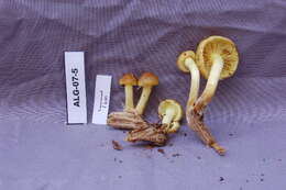 Image of slender pholiota