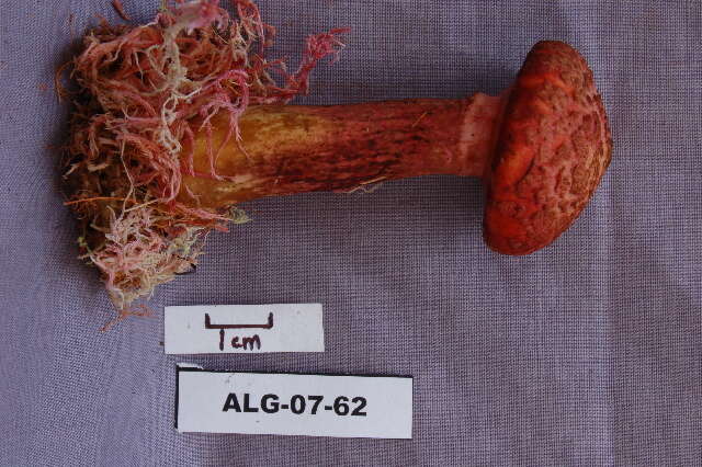 Image of Suillaceae