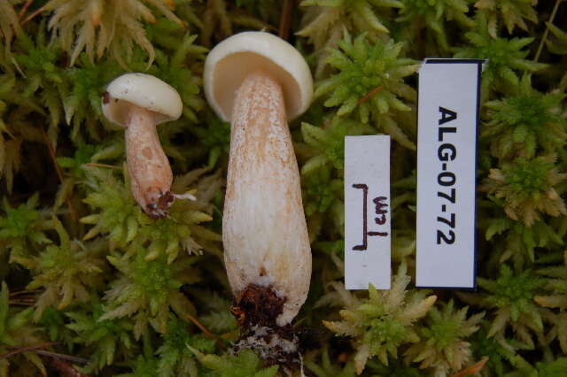 Image of Slippery white bolete