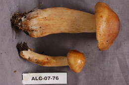 Image of Tricholoma