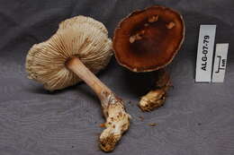 Image of Rhodocollybia butyracea