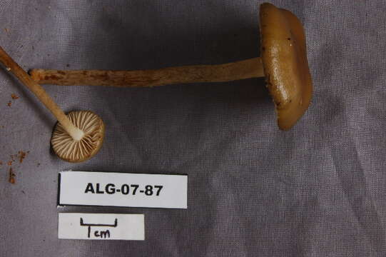 Image of Pholiota