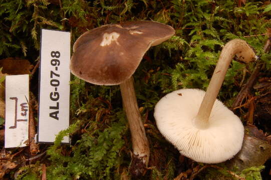 Pluteus cervinus (Schaeff.) P. Kumm. 1871 resmi