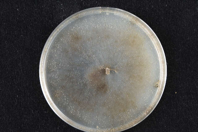 Image of Ophiostomataceae