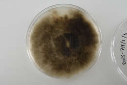 Image of Sordariomycetes