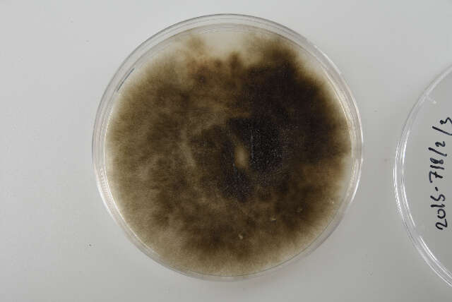 Image of Sordariomycetes