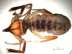 Слика од Solifugae