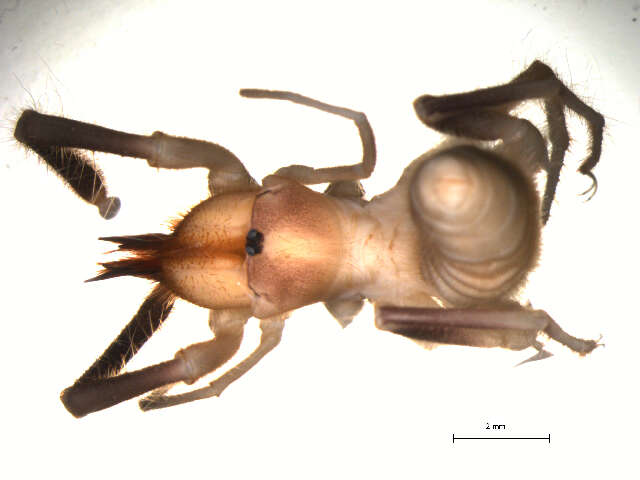 Слика од Solifugae