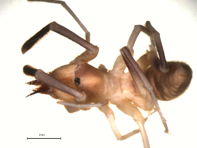 Слика од Solifugae