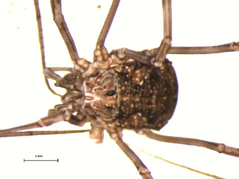 Image of Daddy longleg