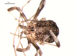 Image of Sclerosomatidae