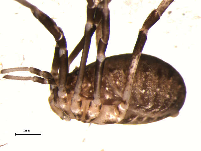 Sivun Sclerosomatidae kuva