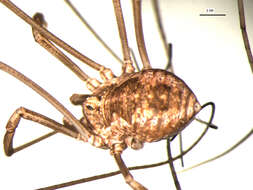 Image of Daddy longleg