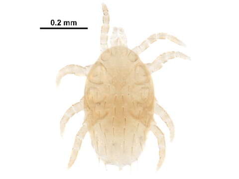 Image de Melicharidae