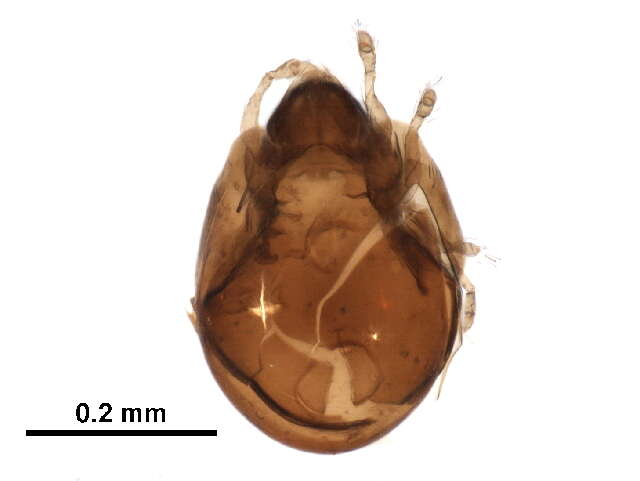 Image of Tegoribatidae Grandjean 1954