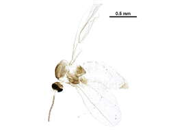 Image of Asteromyia