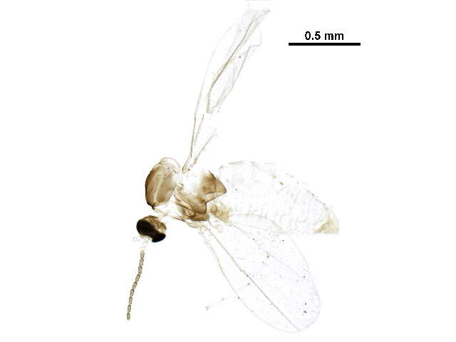 Image of Asteromyia