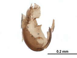 Image of Ceratokalummidae Balogh 1970