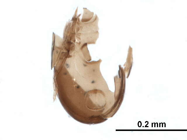 Image of Ceratokalummidae Balogh 1970