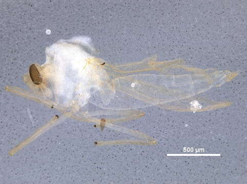 Image of Rheotanytarsus