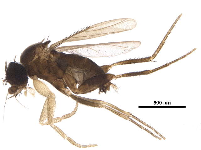 Image of scuttle flies