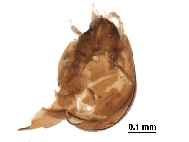 Image of Tegoribatidae Grandjean 1954