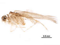 Hydroptilidae resmi