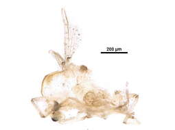 Image of Stempellinella