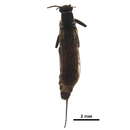 Image of Allocapnia illinoensis Frison 1935