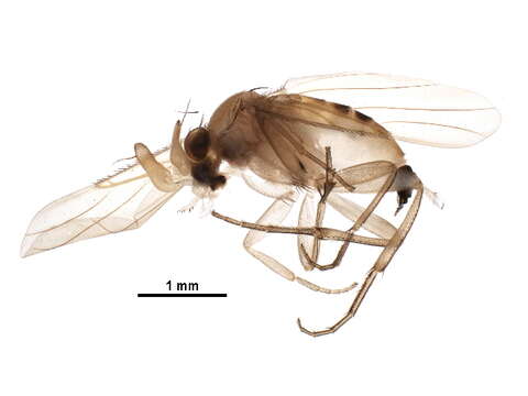 Image of scuttle flies