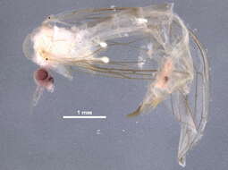 Image of hairy-eyed craneflies