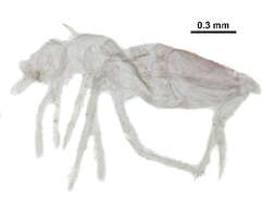 Image of Entomobrya