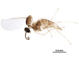 Image of Asteromyia