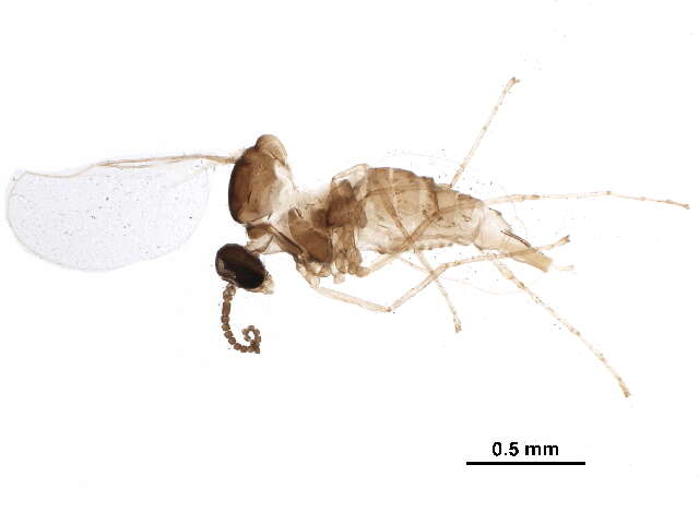 Image of Asteromyia