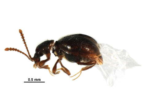 Image of rove beetles