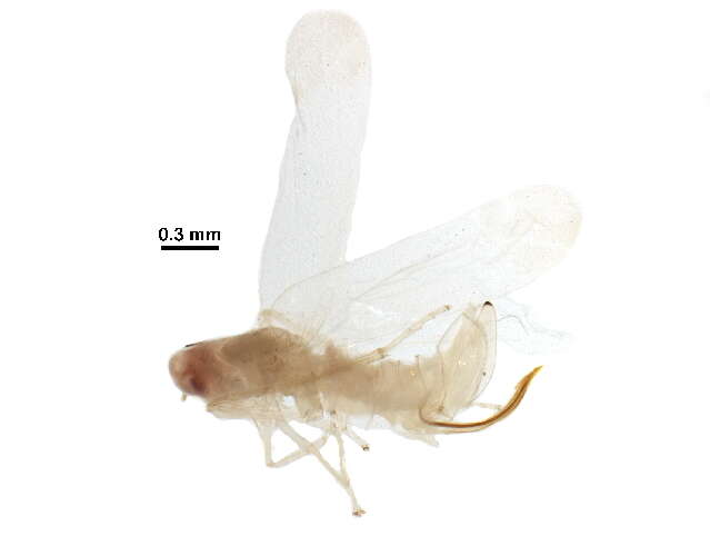 Sivun Zonocyba hockingensis (Knull 1945) kuva