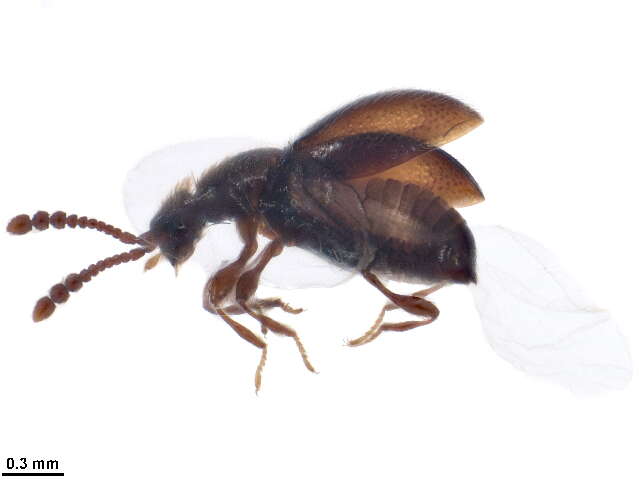 Image of rove beetles