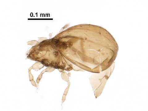 Oribatulidae Thor 1929 resmi