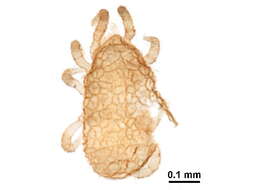 Image of Ameroseiidae