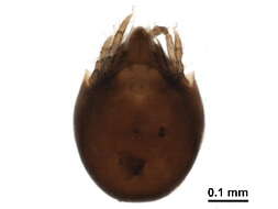 Image of Zetomimidae