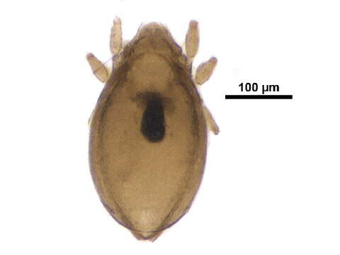 Oribatulidae Thor 1929 resmi