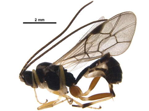 Image of Biota