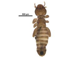 Image of Liposcelididae