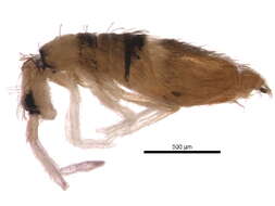 Image of Entomobrya