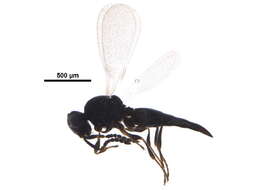 Image of Platygaster